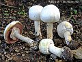 Agaricus xanthodermus-amf162